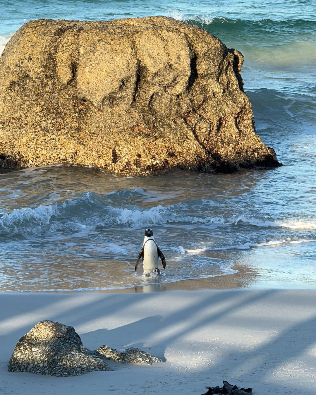 Cape Town Trip